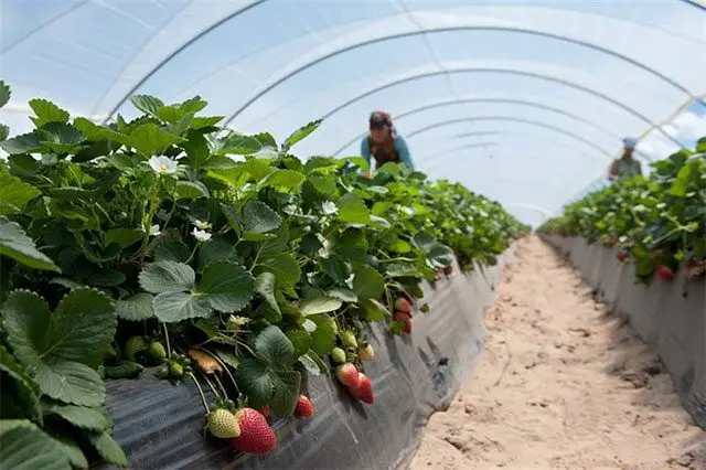 Cultivo de fresa - Hilera de plantas de fresa, divididas por bandas de tiras plásticas