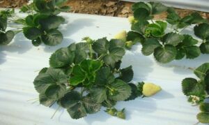 Cultivo de fresa