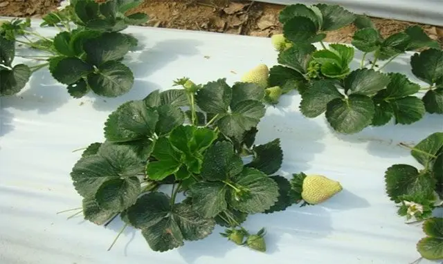 Cultivo de fresa - Plantas de fresas sembradas entre una lamina de plástico