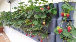 Cultivo de fresa en vertical