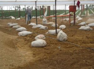 Preparación del suelo para el cultivo de fresa