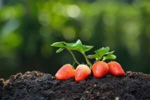 Fresas