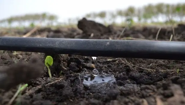Cultivo de fresa - Manguera, regando por goteo plántula de fresa 