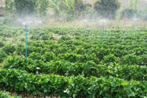 Riego del cultivo de fresa