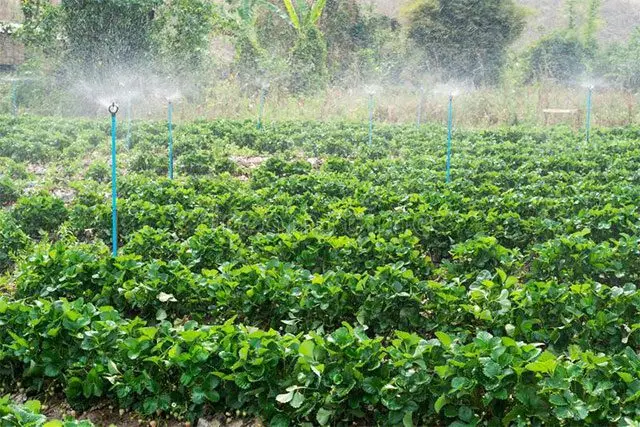 Cultivo de fresa - Riego por aspersión en el cultivo de la fresa