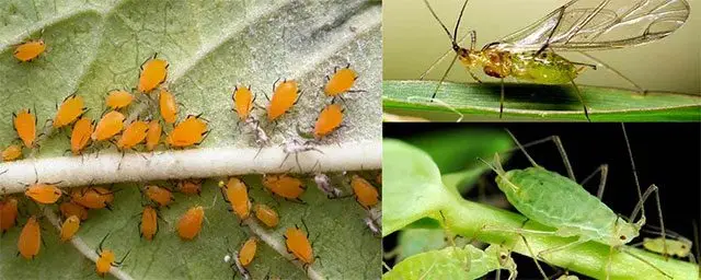 Cultivo de fresa - Hojas de planta de fresa con pulgones