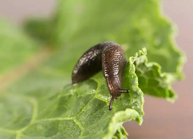 Cultivo de fresa Una babosa sobre hoja de fresa