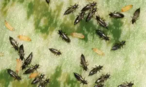Plagas que afectan el cultivo de fresa
