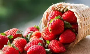 Fresas