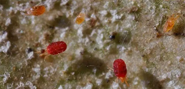 Cultivo de fresa - Araña roja en cultivo de fresa