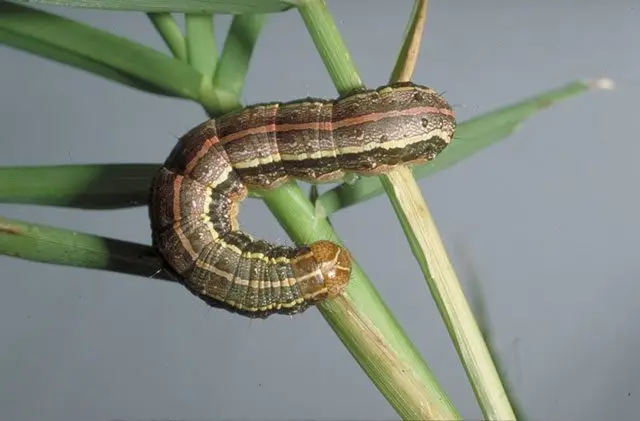 Cultivo de fresa - Larva trozador en hoja 