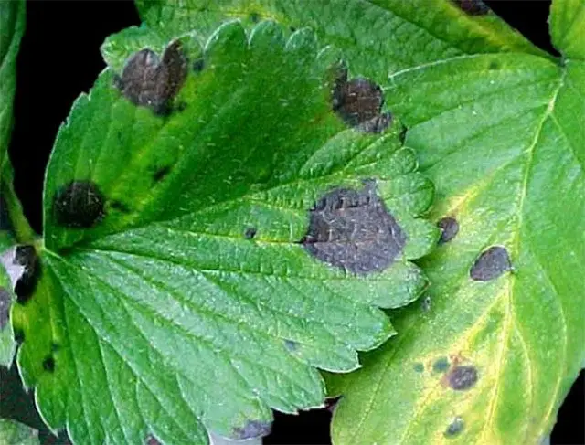 Cultivo de fresa - Mancha foliar común en el cultivo de fresa