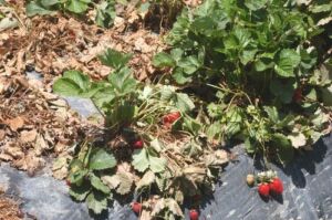 Enfermedades del cultivo de fresa