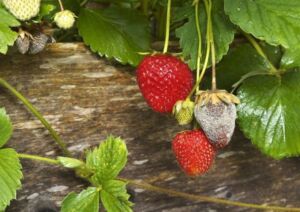 Enfermedades del cultivo de fresa