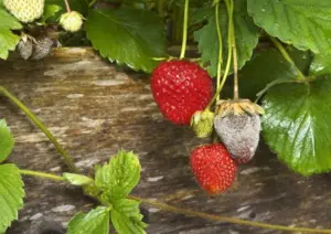Enfermedades del cultivo de fresa