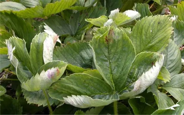 Cultivo de fresa - Mildiu polvoriento en el cultivo de fresa