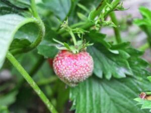 Enfermedades del cultivo de fresa