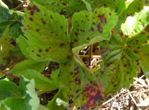 Enfermedades del cultivo de fresa