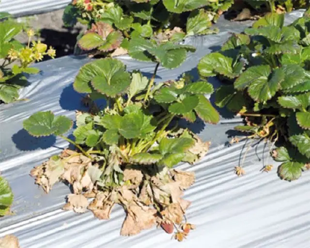 Cultivo de fresa - Hongos del suelo en el cultivo de fresa