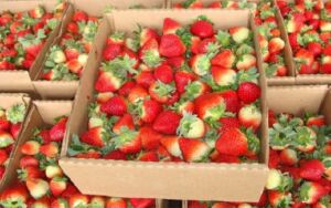Manejo post cosecha de las fresas