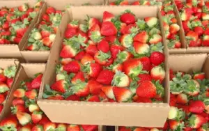 Manejo post cosecha de las fresas