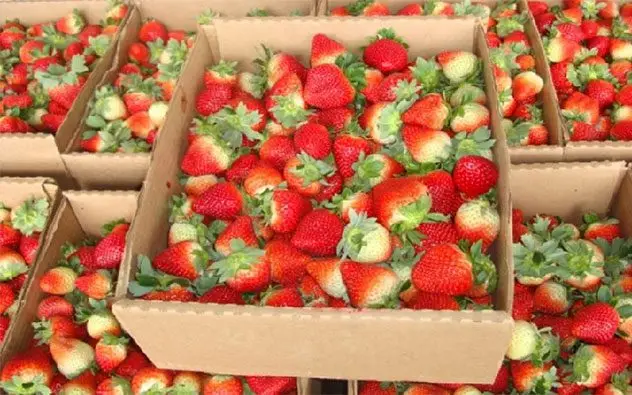 Cultivo de fresa - Cajas de cartón llenas de fresas