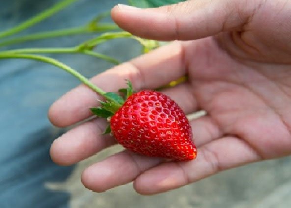 Cultivo de fresa - Mano agarrando una fresa