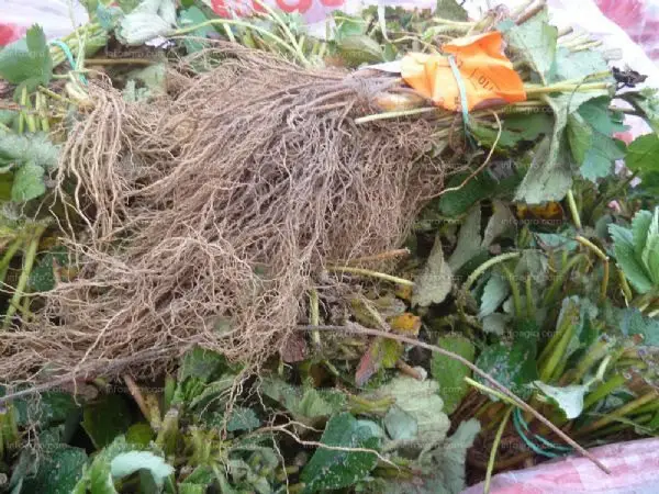 Cultivo de fresa - Sistema radicular de la planta de fresa