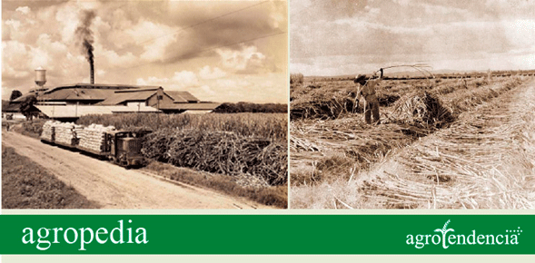 Fotos antiguas de siembras de caña de azúcar y plantas procesadoras de la misma