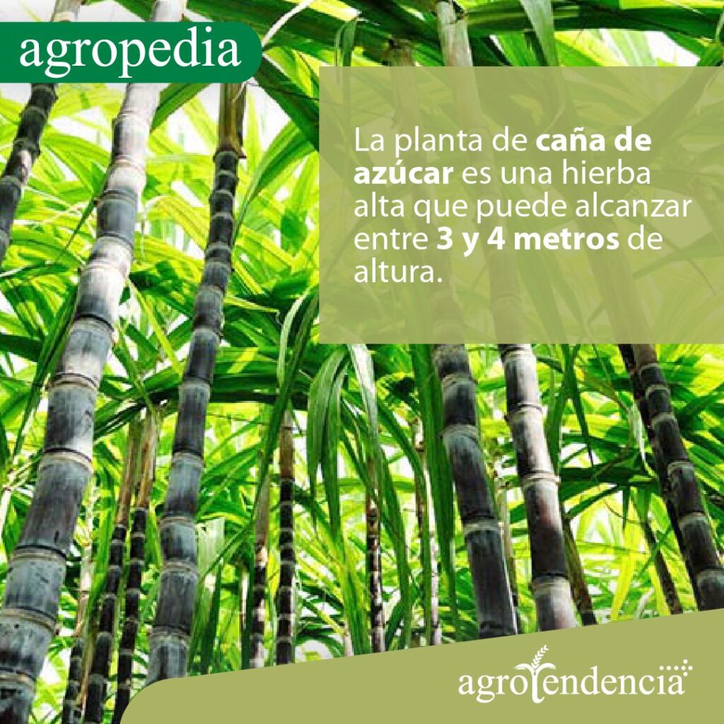 Cultivo de caña de azúcar: conoce su manejo e importancia