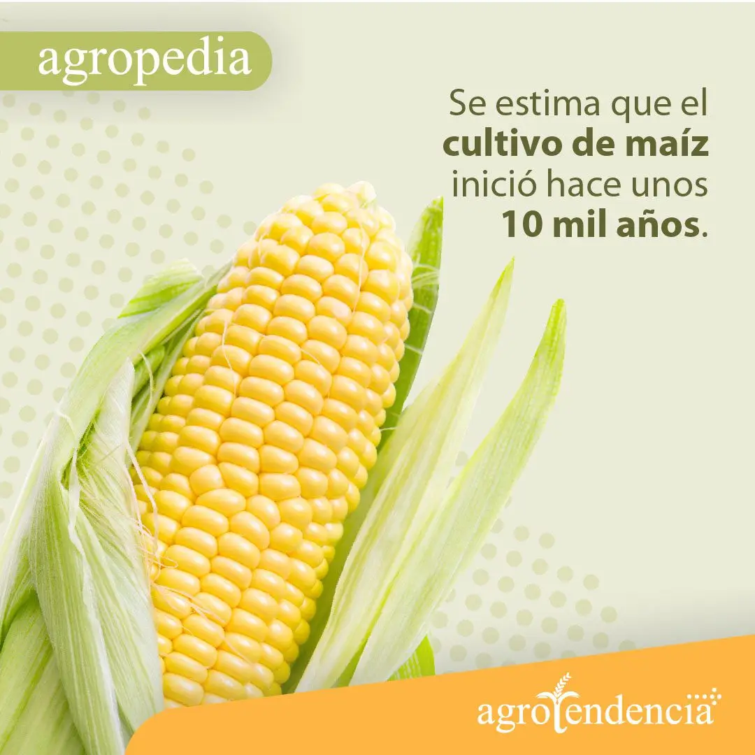 Cultivo de maíz - Una mazorca tierna de maíz