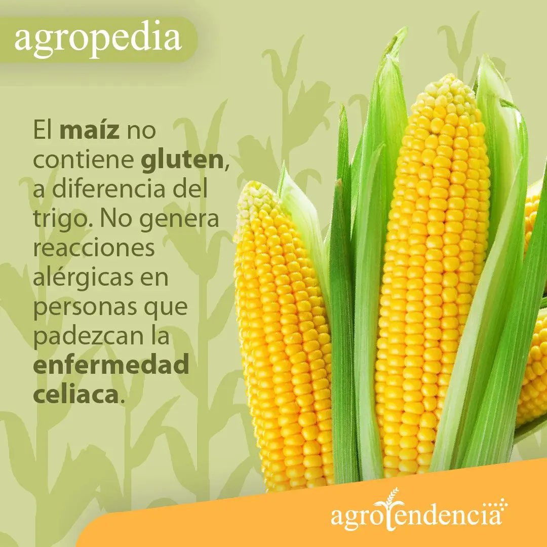 Cultivo de maíz - Mazorcas de maíz