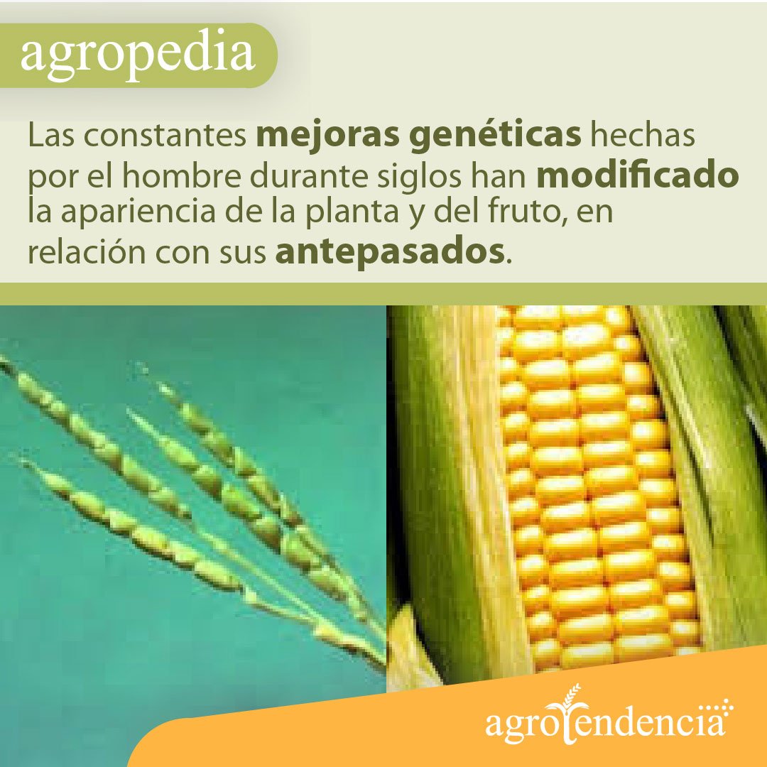 Cultivo de maíz - Inflorescencia y mazorca de maíz