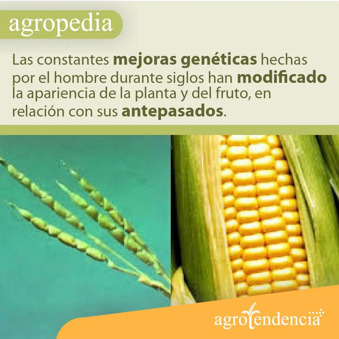 Cultivo de maíz - Inflorescencia y mazorca de maíz