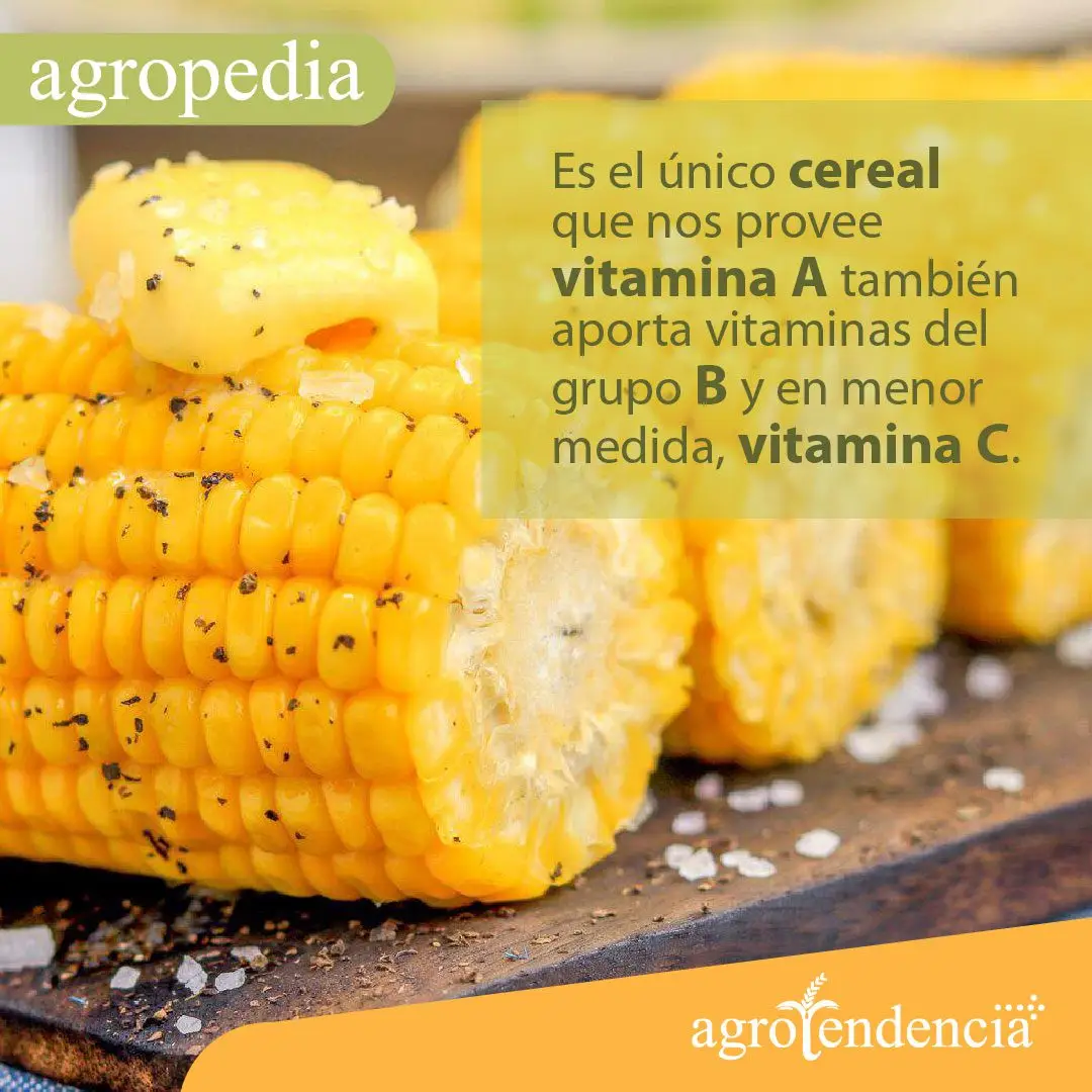 Cultivo de maíz - Mazorcas de maíz con mantequilla