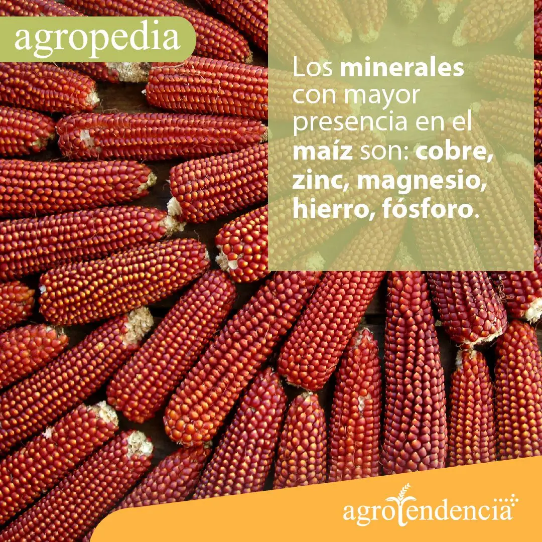 Cultivo de maíz - Mazorcas rojas de maíz