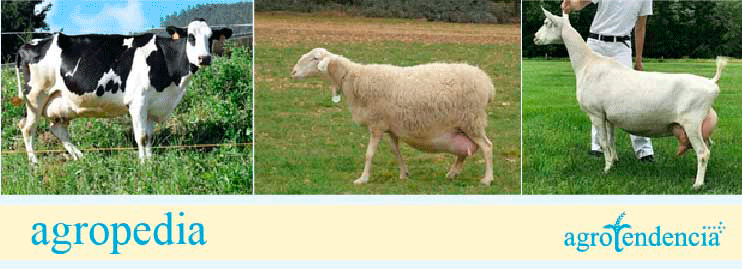 Tres fotos de diferentes animales de donde se obtiene leche y queso, vaca, oveja y cabra