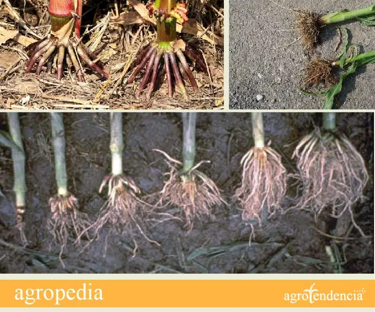 Cultivo de maíz - Raíces de la planta de maíz