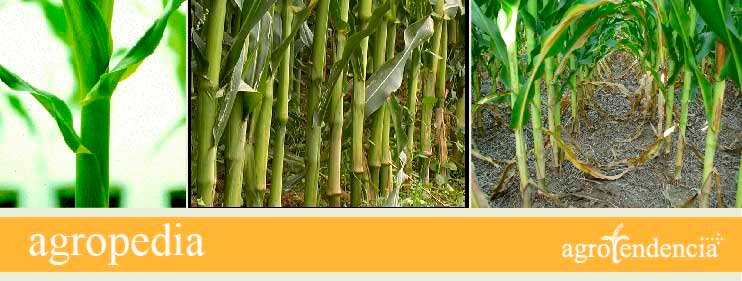 Cultivo de maíz - Tallos de plantas de maíz