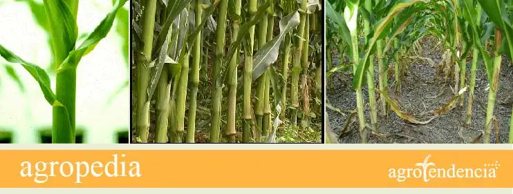 Cultivo de maíz - Tallos de plantas de maíz