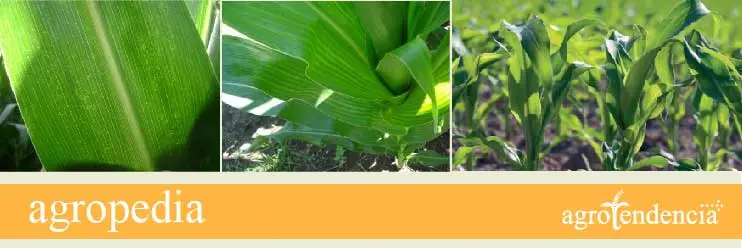Cultivo de maíz - Hojas de maizales
