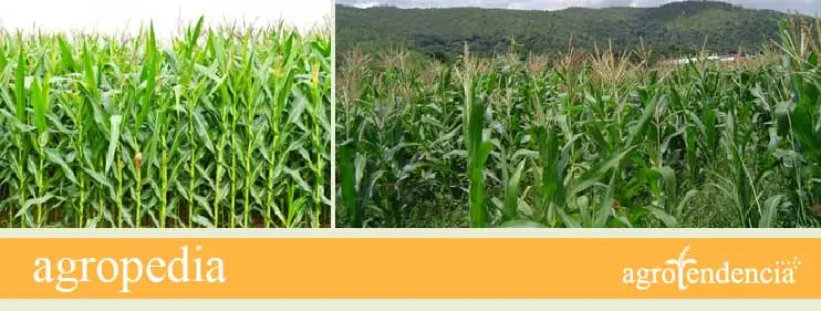 Cultivo de maíz
