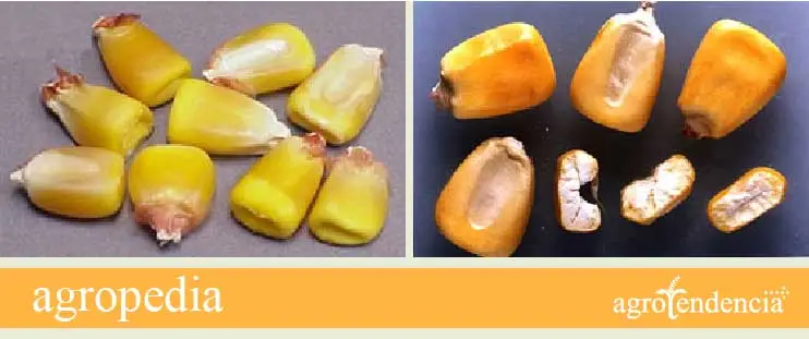 Cultivo de maíz -Maíz dentado