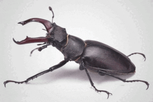 Plaga que afecta la lombricultura