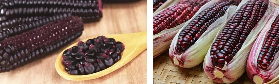 Cultivo de maíz - Mazorcas de grano morado