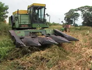 Cultivo de maíz - proceso de Cultivo de maíz