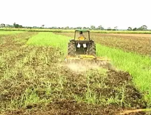Cultivo de maíz - proceso de Cultivo de maíz