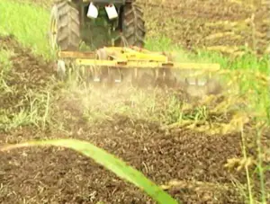 Cultivo de maíz - proceso de Cultivo de maíz