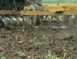 Cultivo de maíz - proceso de Cultivo de maíz