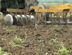 Cultivo de maíz - proceso de Cultivo de maíz